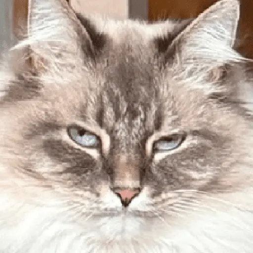 สติกเกอร์