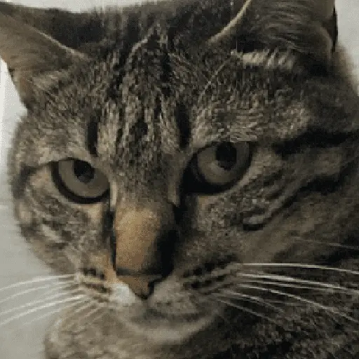 สติกเกอร์