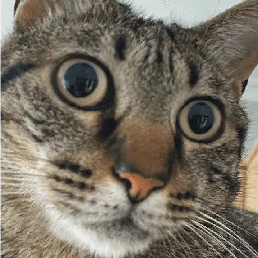 สติกเกอร์