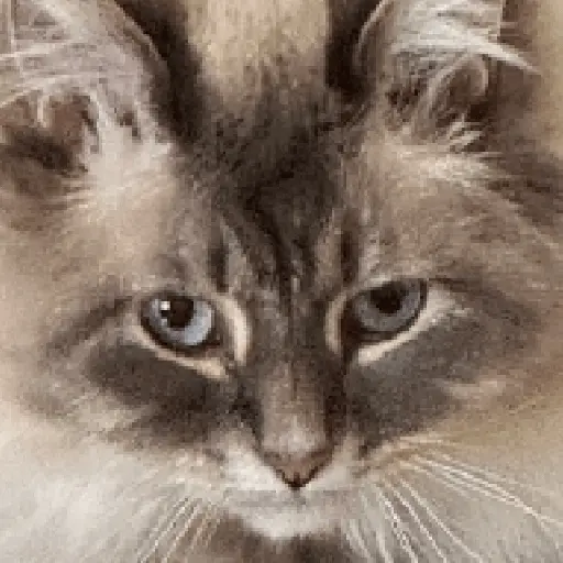 สติกเกอร์