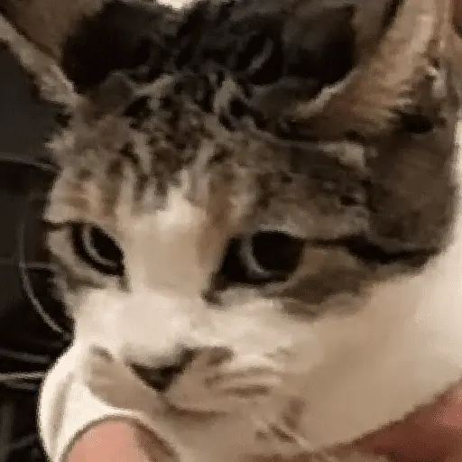 สติกเกอร์