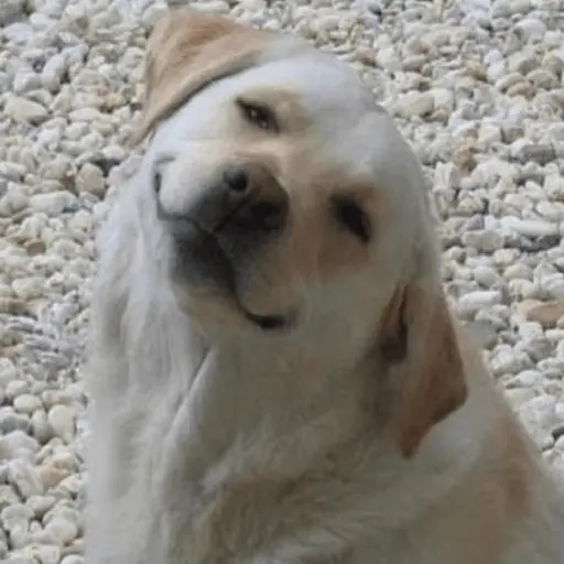 Կպչուն պիտակ