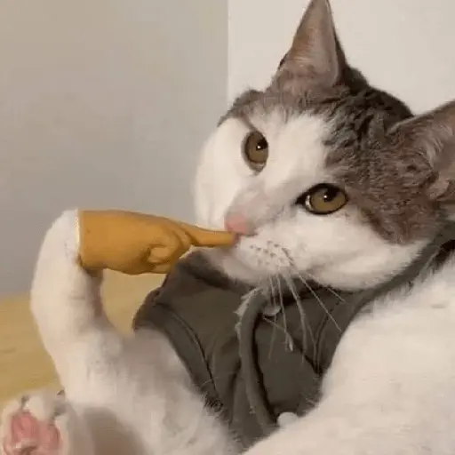 Կպչուն պիտակ