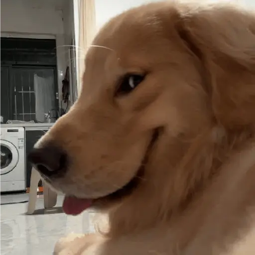 Կպչուն պիտակ