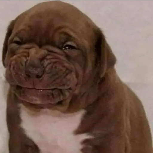 Կպչուն պիտակ