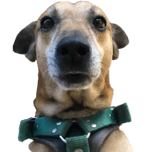 স্টিকার