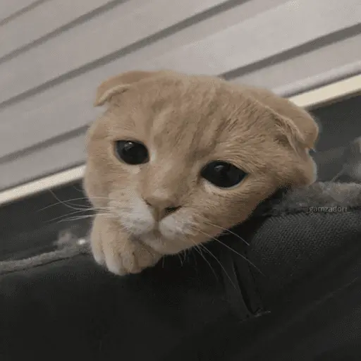 স্টিকার